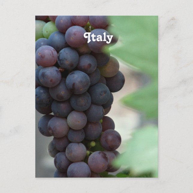 Vinodling i Italien Vykort (Framsida)