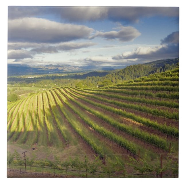 Vinodling. Napa Valley. Napa. Napa County Kakelplatta (Framsidan)