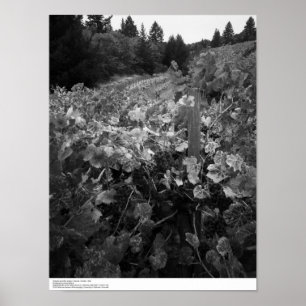 Vinodling och Backe, Draper Vineyard, 1966 Poster