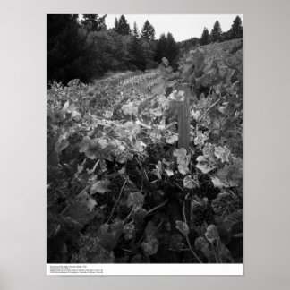 Vinodling och Backe, Draper Vineyard, 1966 Poster
