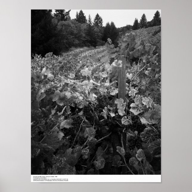 Vinodling och Backe, Draper Vineyard, 1966 Poster (Framsidan)