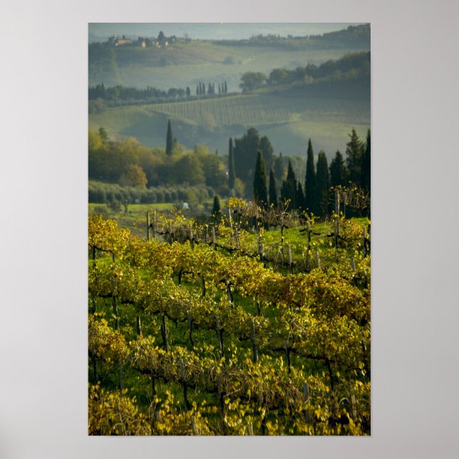 Vinodling, Toscana, Italien Poster (Framsidan)