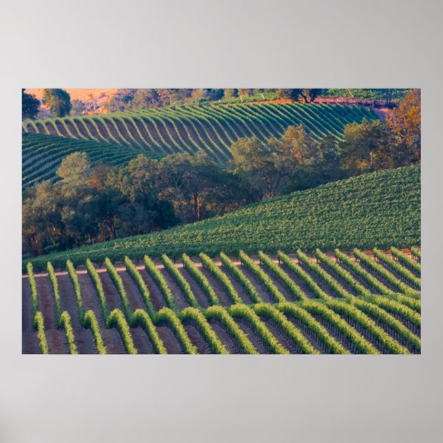 Vinodlingar i den ryska floden Valley Poster (Framsidan)