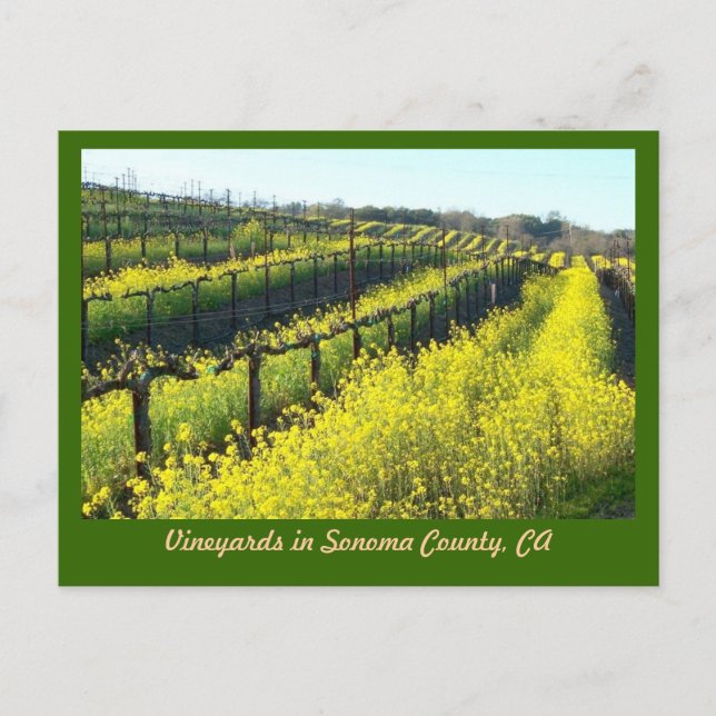 Vinodlingar med Mustard Seed Sonoma County Vykort (Framsida)