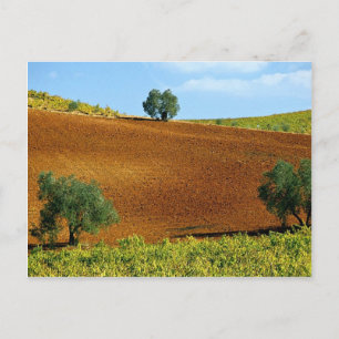 Vinodlingar nära Montilla, Andalusien, Spanien vid Vykort