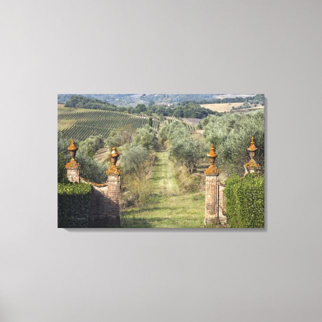 Vinodlingar, Toscana, Italien Canvastryck (Framsida)