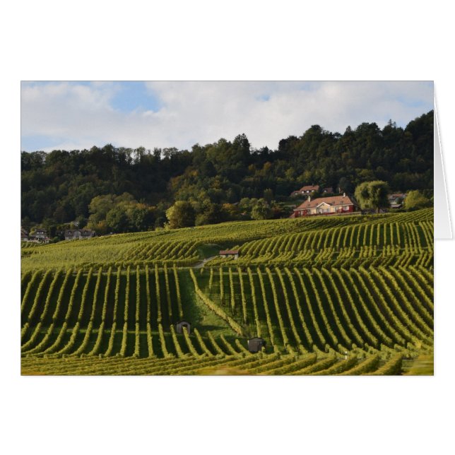 Vinodlingar vid dusk hälsningskort (Framsidan Horizontal)