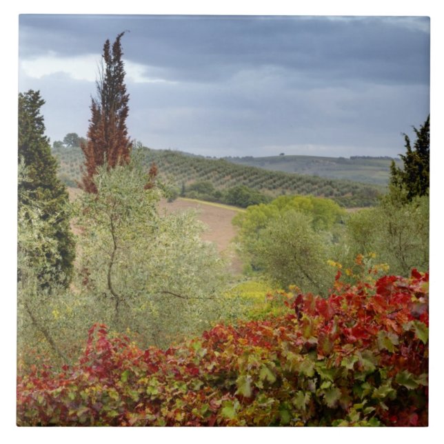 Vinodlingen nära Montalcino, Toskana, Italien Kakelplatta (Framsidan)