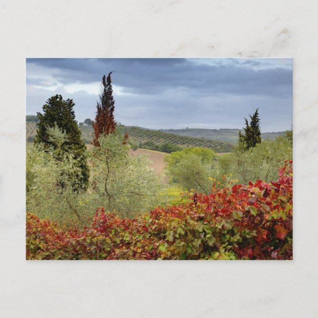 Vinodlingen nära Montalcino, Toskana, Italien Vykort (Framsida)