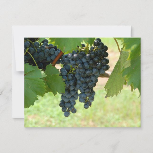 Vinodlingsdruvor (Framsida)