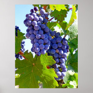 Vinodlingsdruvor Poster