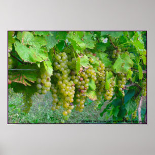 Vinodlingsdruvor Poster