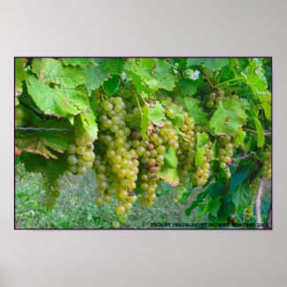 Vinodlingsdruvor Poster