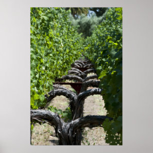 Vinodlingsrad i vindruvor poster