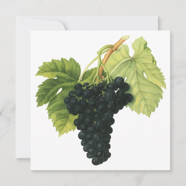 Vinröd ekologisk druvklase, matfrukt (Framsida)