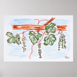 Vinstockar med druvor Frankrike Poster
