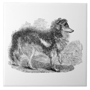 Vintage1800sherde hund - fårhundar kakelplatta