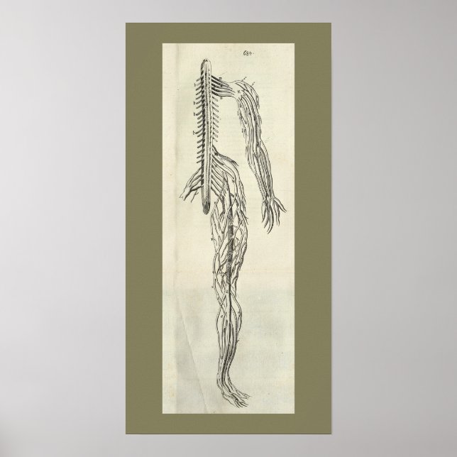Vintage 1686 Nerves Anatomy Print Poster (Framsidan)