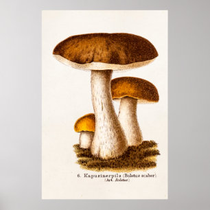 Vintage 1800-tal: Svampsvampar, brunsvampar Poster