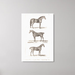 Vintage 1800-talet: Horse Old Reds Arabian Hunter Canvastryck