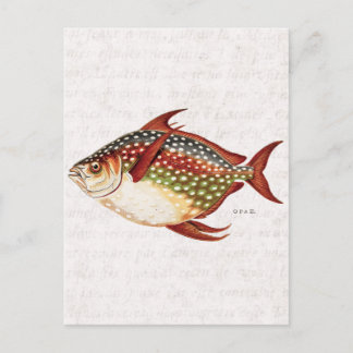 Vintage 1800-talet Opah Tropical Sport Fish Teckni Vykort