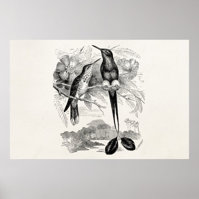 Vintage 1800-talet Racket-Svan Hummingbird Racquet Poster (Framsidan)