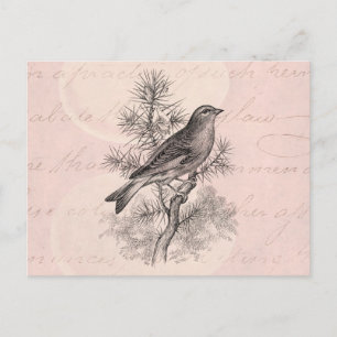 Vintage 1800-talet Ro Linnet Sång Fågelfåglar Vykort