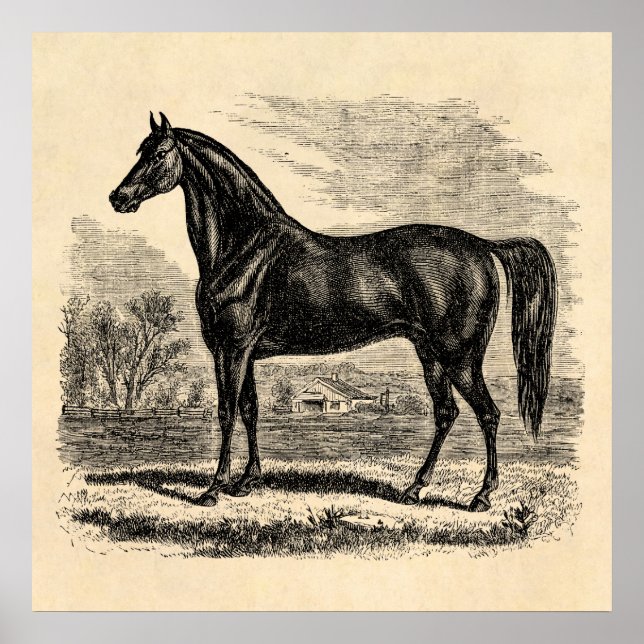 Vintage 1800-talets häst - Morgan Equestrian-mall Poster (Framsidan)
