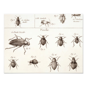 Vintage 1800-talets illustration av Insektra Kryp Fototryck