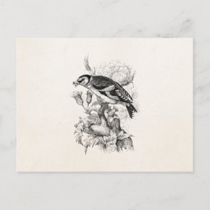 Vintage 1800-talets illustration av steglits - Fåg Vykort