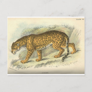 vintage 1800-talets jaguära illustration vykort