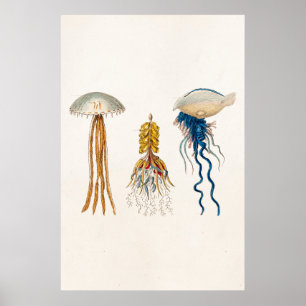 Vintage 1800-talets jellyfish Illustration - Jelly Poster