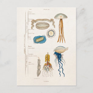 Vintage 1800-talets jellyfish Illustration - Jelly Vykort