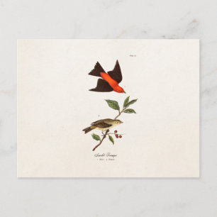 Vintage 1800-talets Scarlet Tanager Bird Songbird Vykort