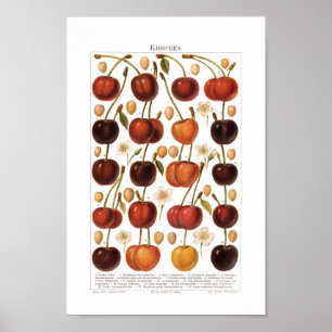 Vintage 1800-talets tyska utskrift av fruktkörsbär poster
