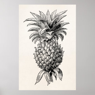 Vintage 1800s Ananas Illustration Ananas Poster