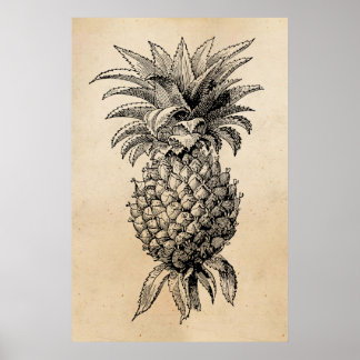 Vintage 1800s Ananas Illustration Ananas Poster