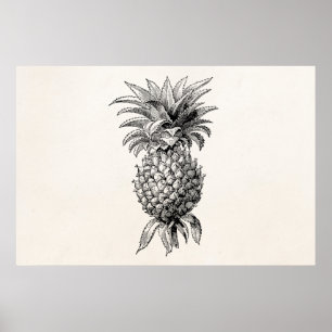 Vintage 1800s Ananas Illustration Ananas Poster