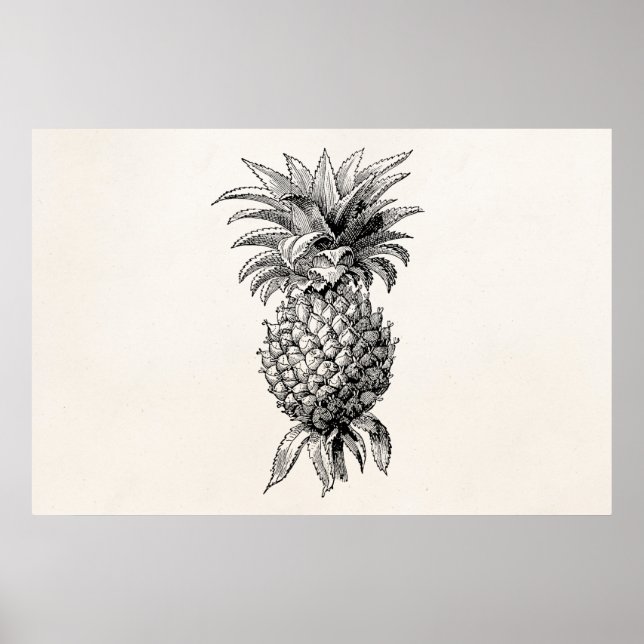 Vintage 1800s Ananas Illustration Ananas Poster (Framsidan)