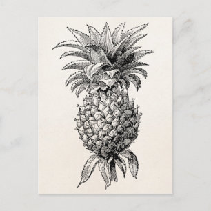 Vintage 1800s Ananas Illustration Ananas Vykort