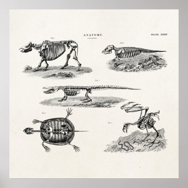 Vintage 1800s Animaliska Skeletons Anatomi Poster (Framsidan)