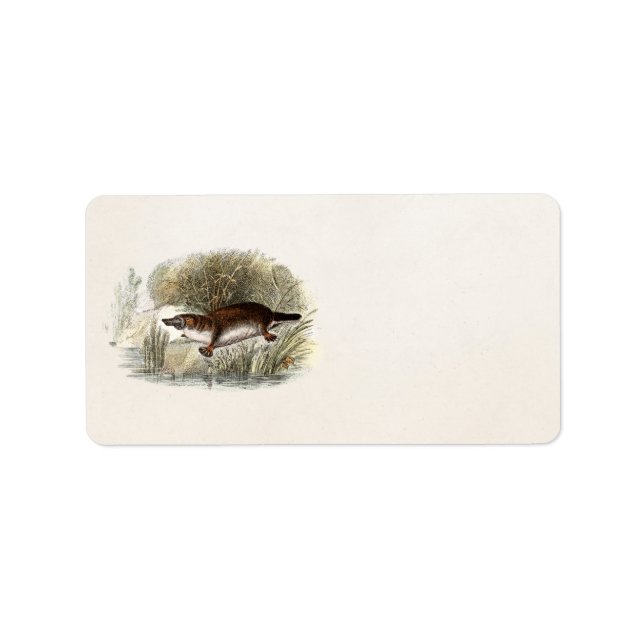 Vintage 1800s Anka Bill Platypus Illustration Adressetikett (Framsidan)
