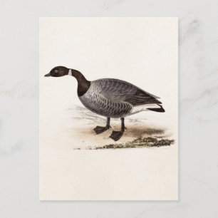Vintage 1800s Brent Goose - Retro Geese-mall Vykort