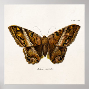 Vintage 1800s Brun fjärilsmall för fuzzy Moth Poster
