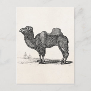 Vintage 1800s Camel Illustration - Camels Vykort