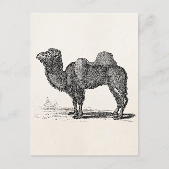 Vintage 1800s Camel Illustration - Camels Vykort (Framsida)