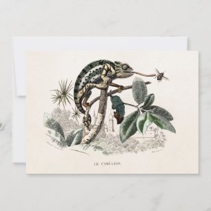 Vintage 1800s Chameleon Lizard Retro Chameleons
