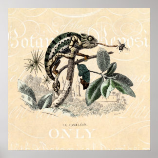Vintage 1800s Chameleon Lizard Retro Chameleons Poster