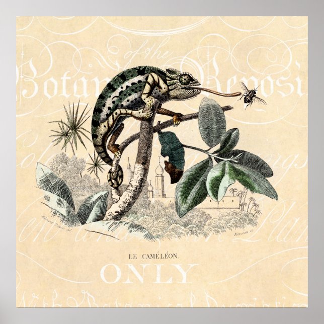 Vintage 1800s Chameleon Lizard Retro Chameleons Poster (Framsidan)