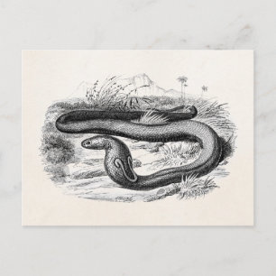 Vintage 1800s Cobra Snake Retro Cobras Teckning Vykort